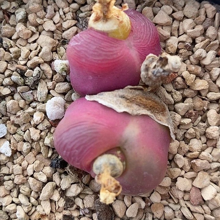 2781母本双头带盆一颗。