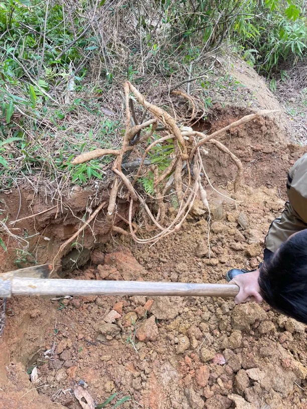 深山老林山货干品
