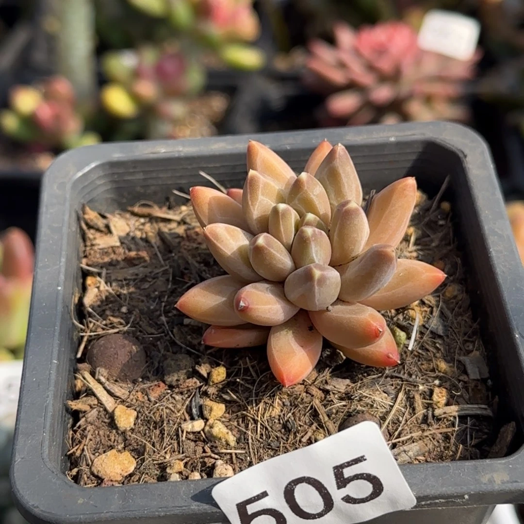 505号一物一拍一物一拍