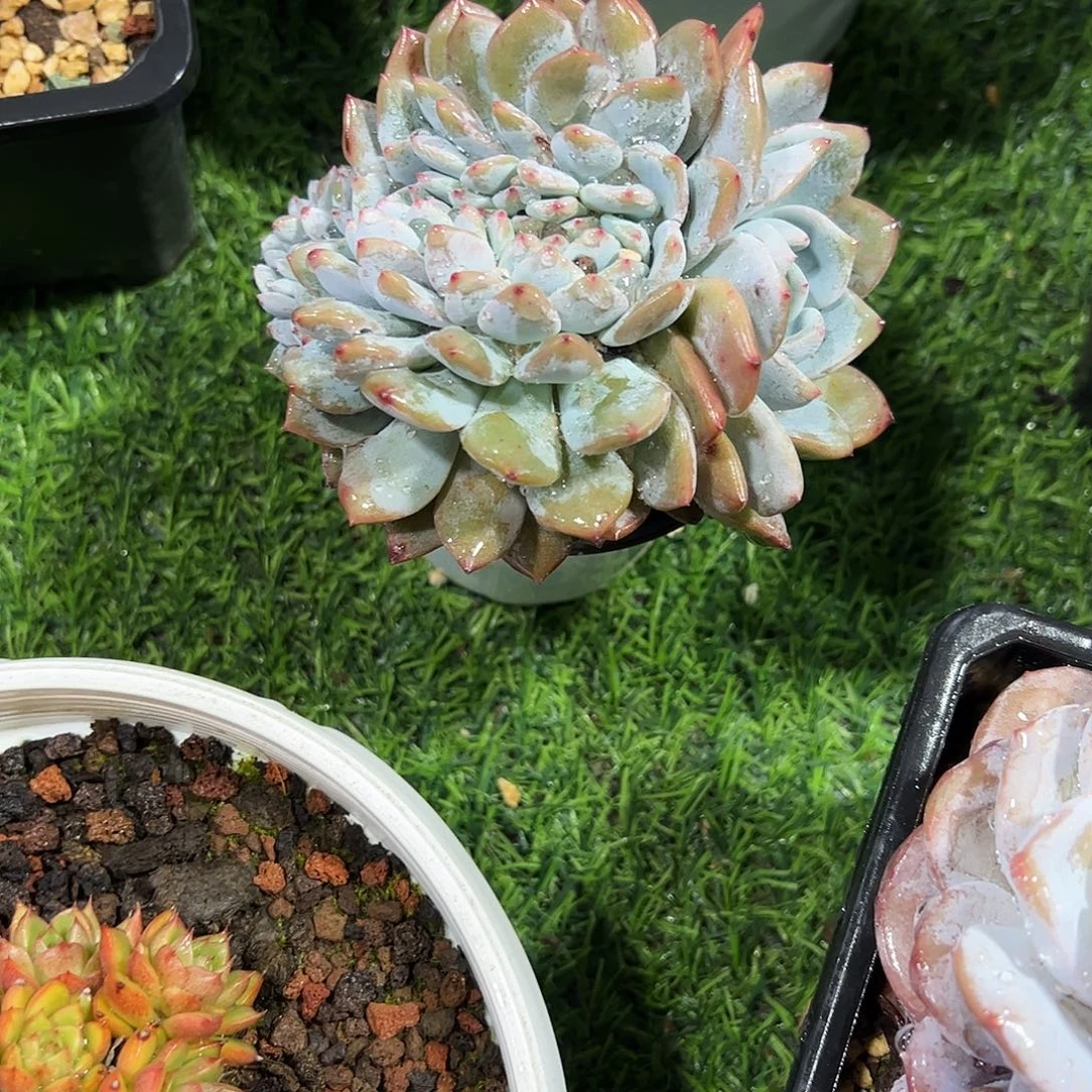 星影缀化多肉植物