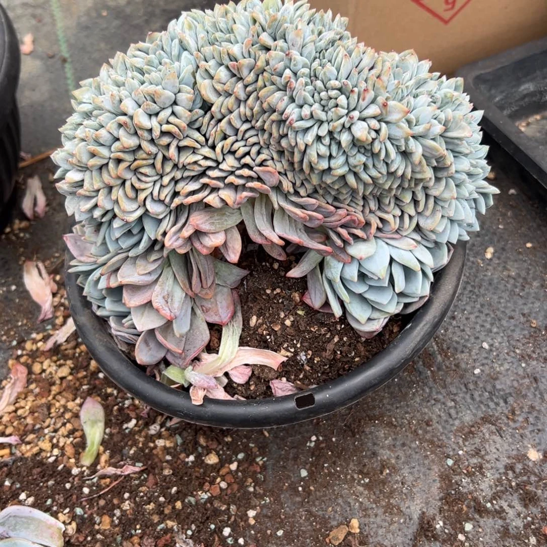 灬***灬若兮专拍星影缀化