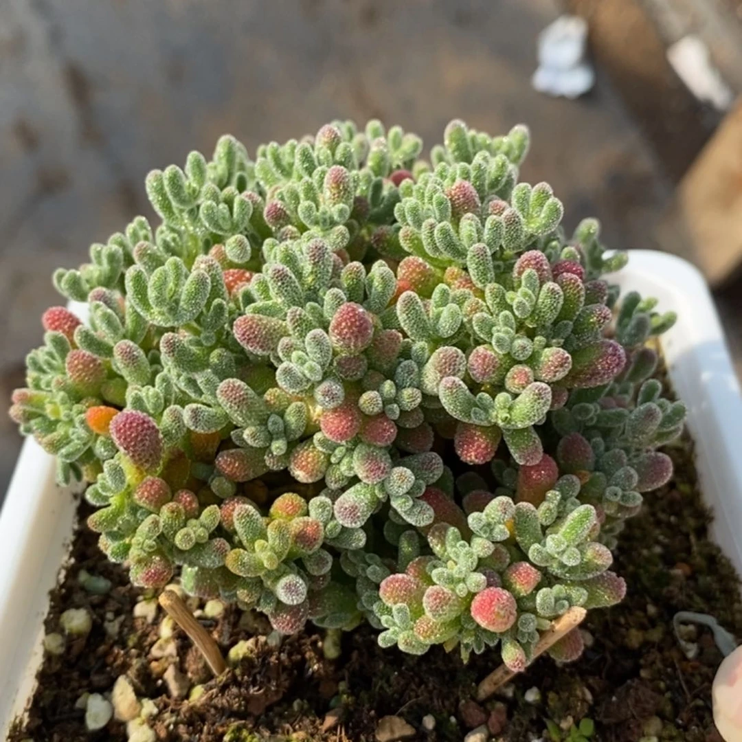 98优选粉冰晶。