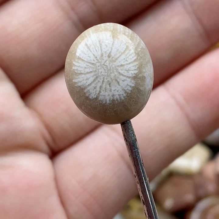颈饰未镶嵌硅化珊瑚（珊瑚玉）
