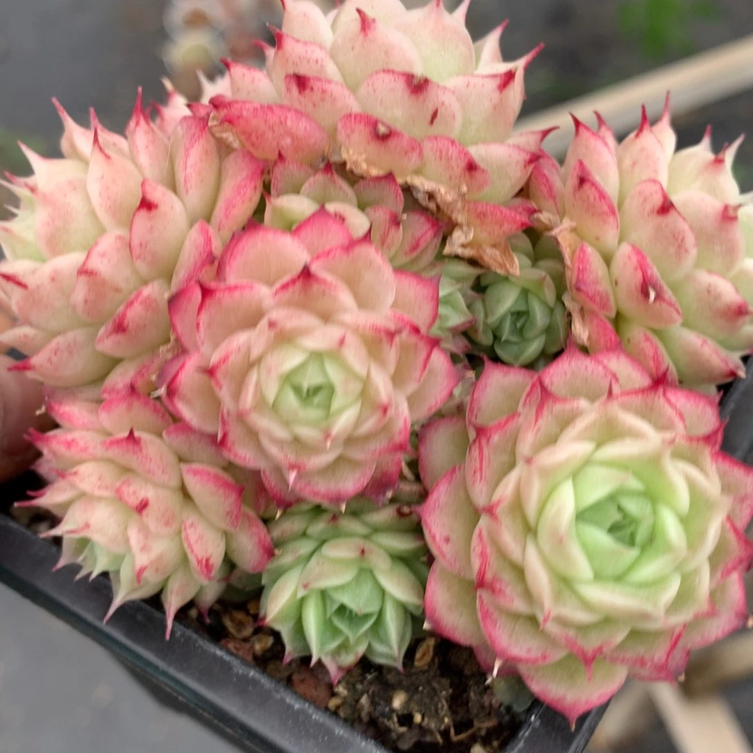 0309-60 麦杆优选