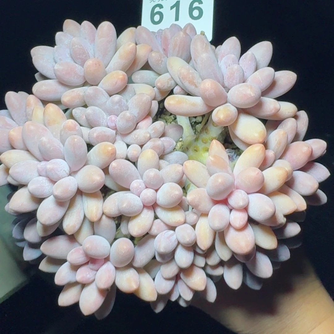 汤圆群生整装无砍