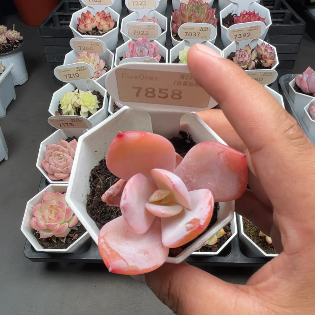 7858奶茶 4.5厘米