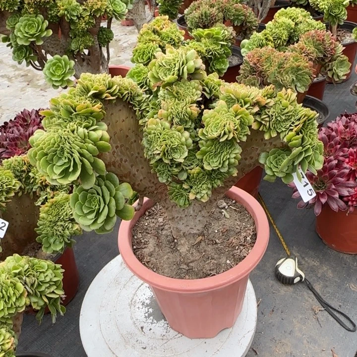 多肉植物绿羊绒缀715