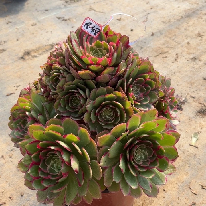 18-48粉花妖有老伤处理多肉植物