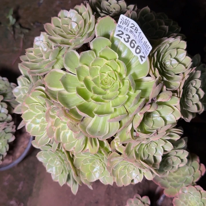 23662南莲花座多肉植物