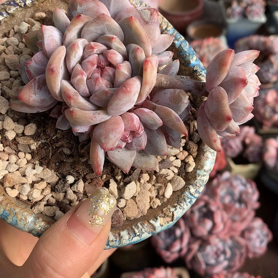 7透哈哈哈哈哈哈哈哈哈冰玉石榴籽