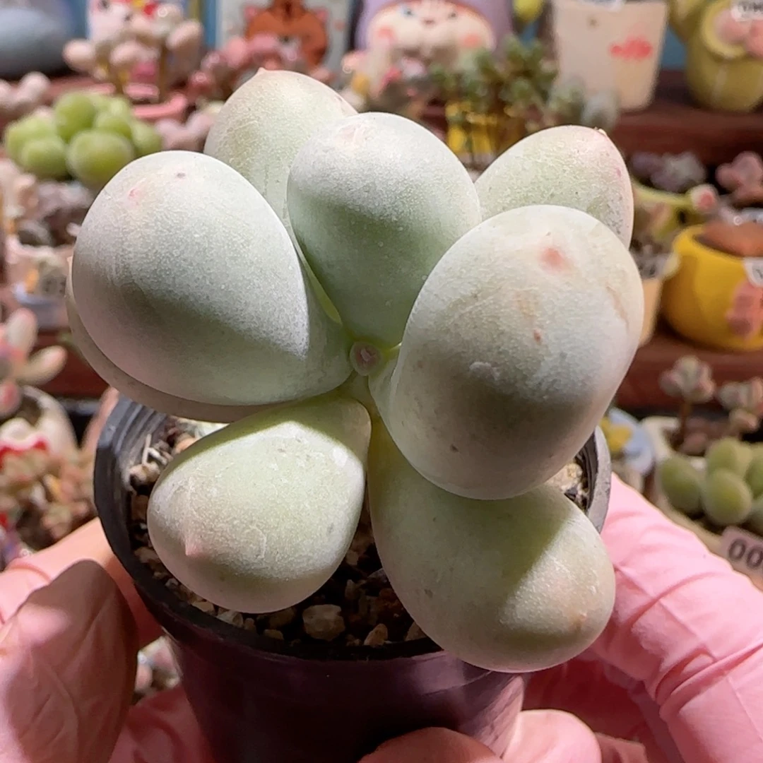 T米可奶盆口3.5cm