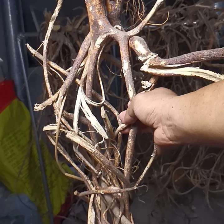 中国大陆广西野生五指毛桃干货