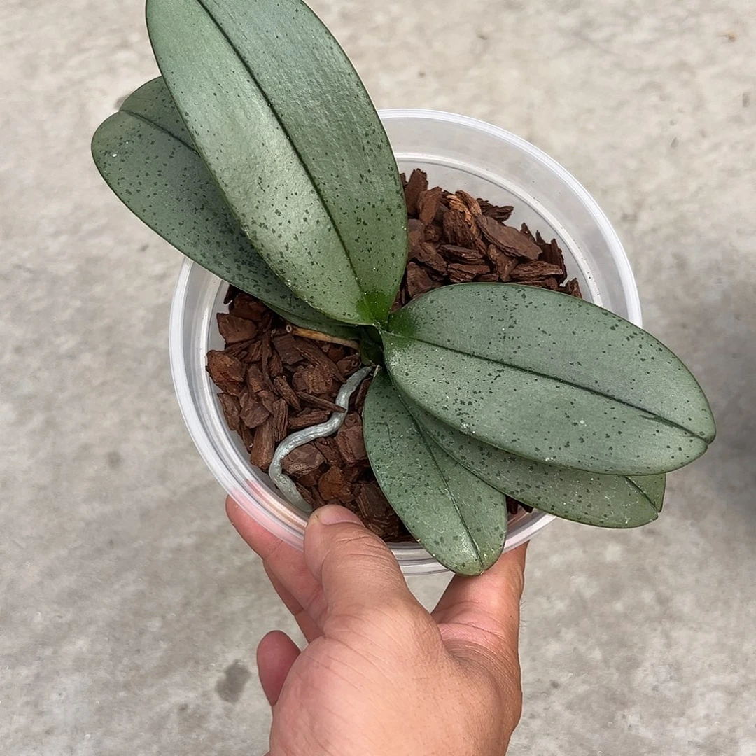萍***当前无花栽培后可以开花