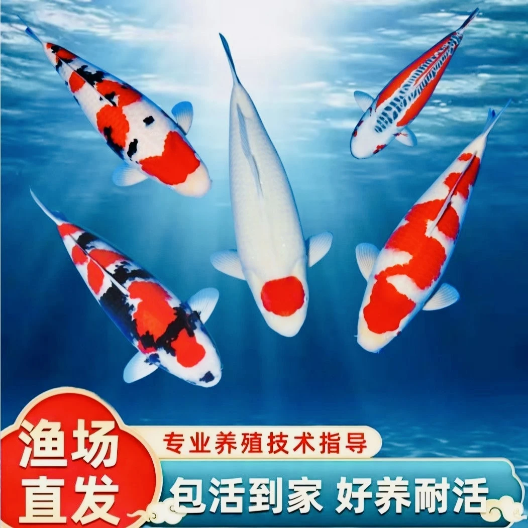 大号锦鲤10-15厘米5条血统锦鲤介子红白三色好养耐活冷水观赏鱼
