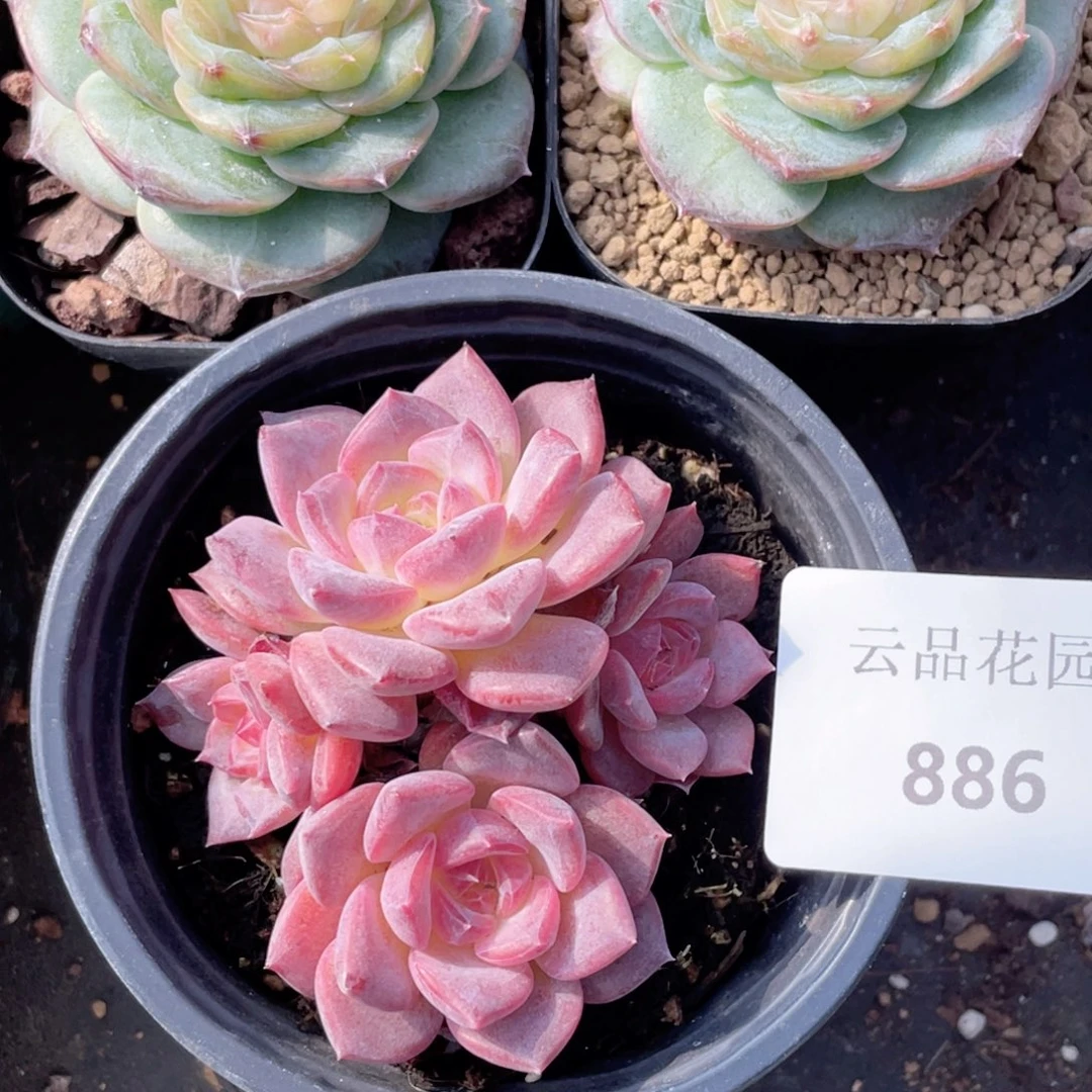 886号糖心冰心珍妮 琥珀