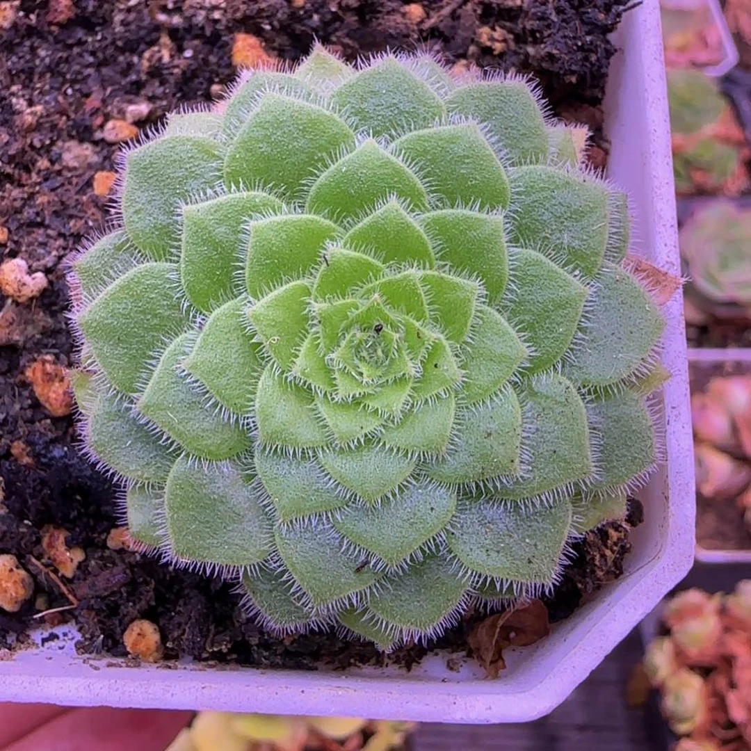 喝****姐福利2285355668568268668