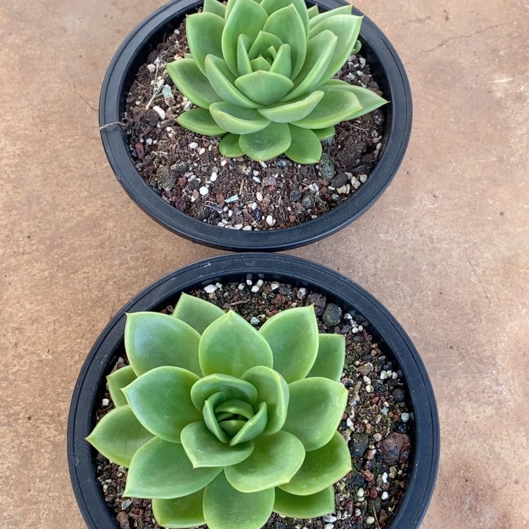 草***花福利特价翠花小号