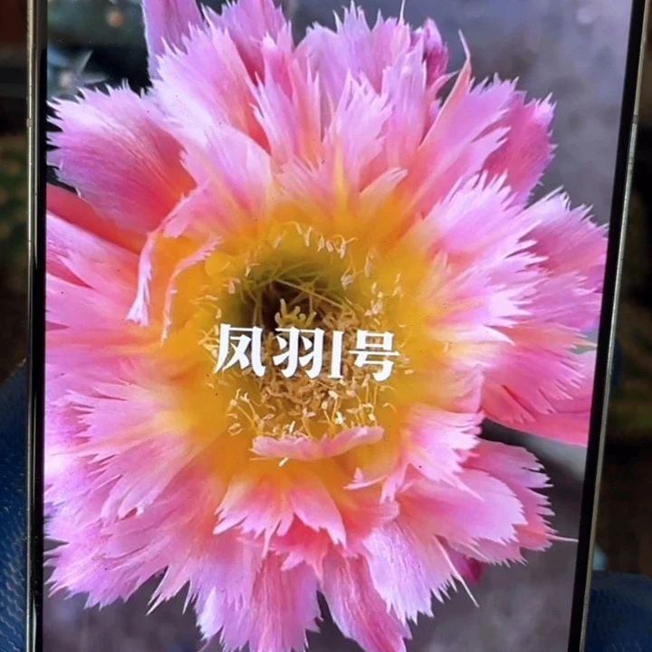 凤羽8公分满18包邮