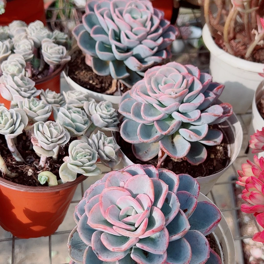 美尻大单头精品三盆