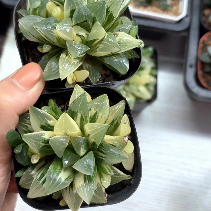 两颗姬寿锦多肉植物