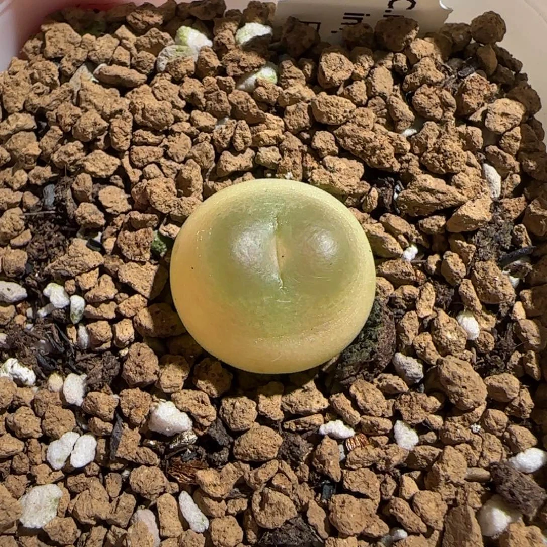 肉锥多肉植物组合-日式拉登1721