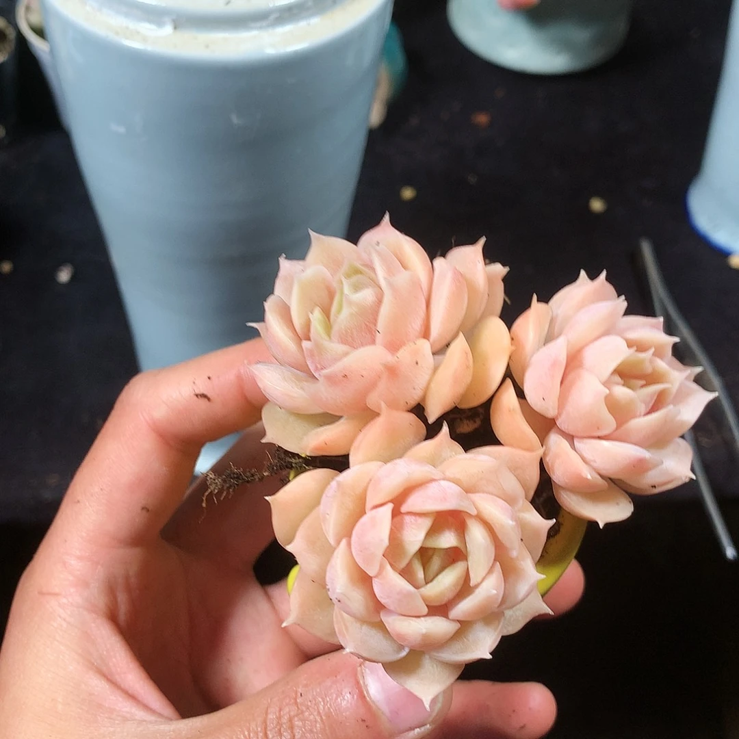 完全开放赤*是否是我们生命当中所有存在