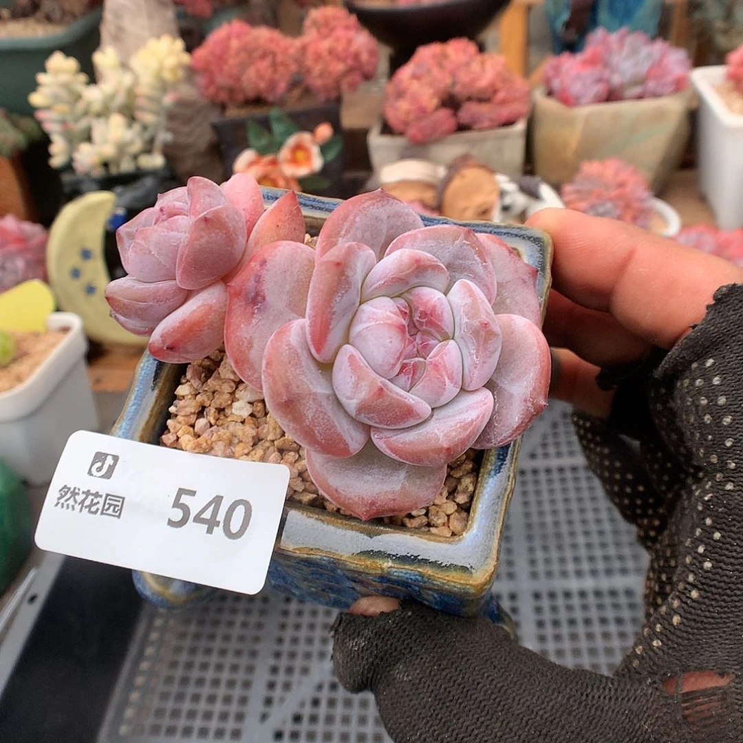 540星影多肉植物666