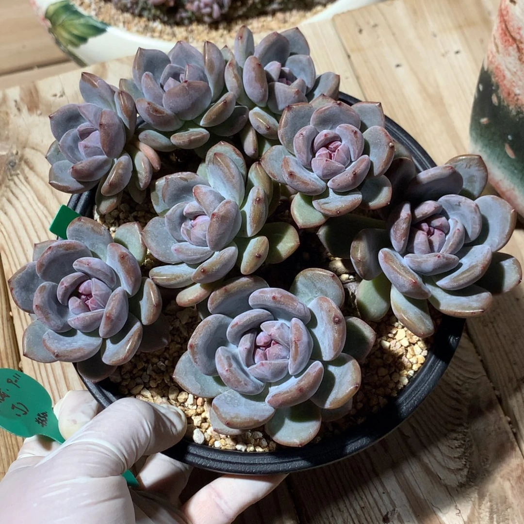 ¹***୭突尼斯星影寄养一个晚安