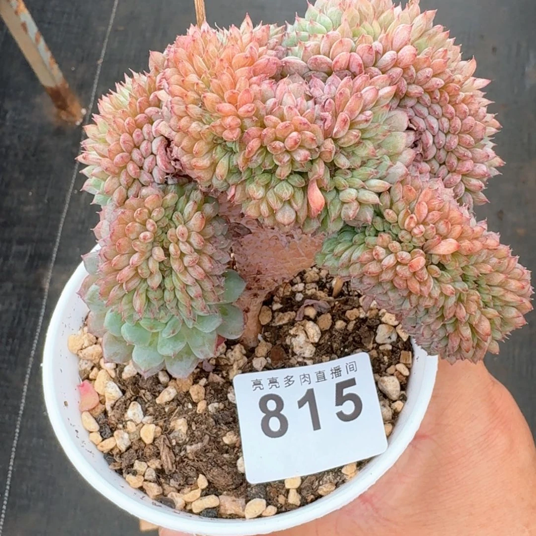 白胖子缀化            精美多肉植物