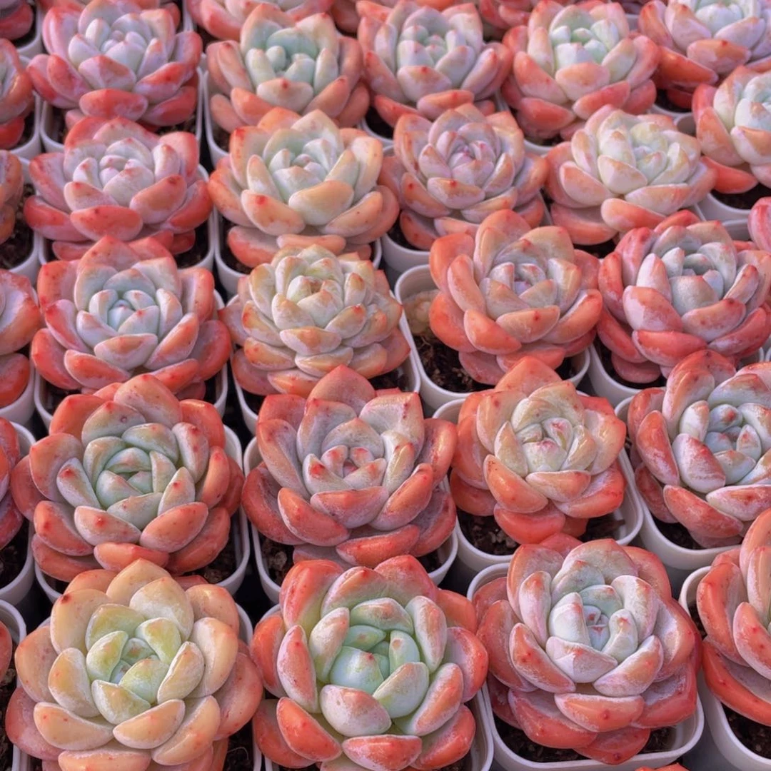 量拍27号 奶油大白兔单头2个