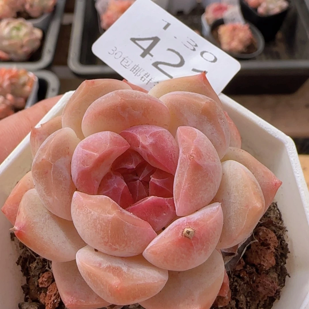 糖心珍妮单头一颗脱土