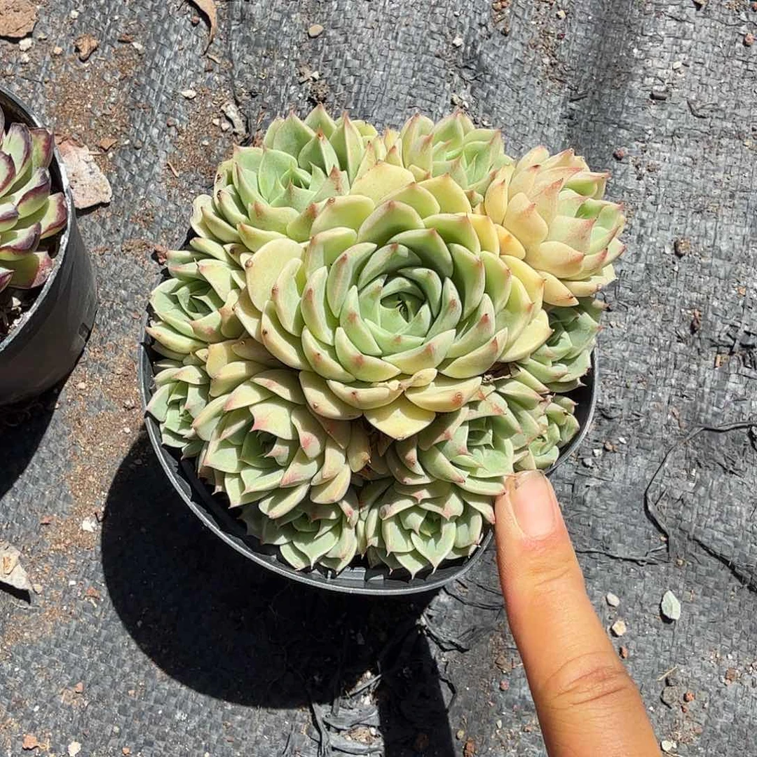 手捧笨吧第四多肉植物