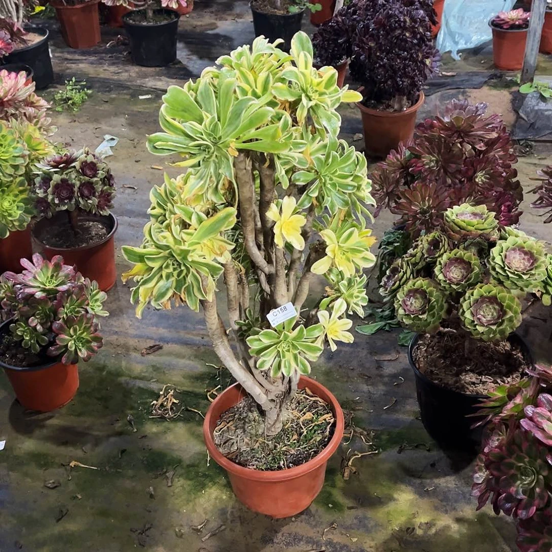 完全开放多肉植物158艳日伞寄养