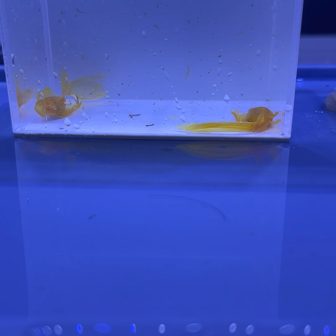 孔雀鱼大帆一对开箱视频报损
