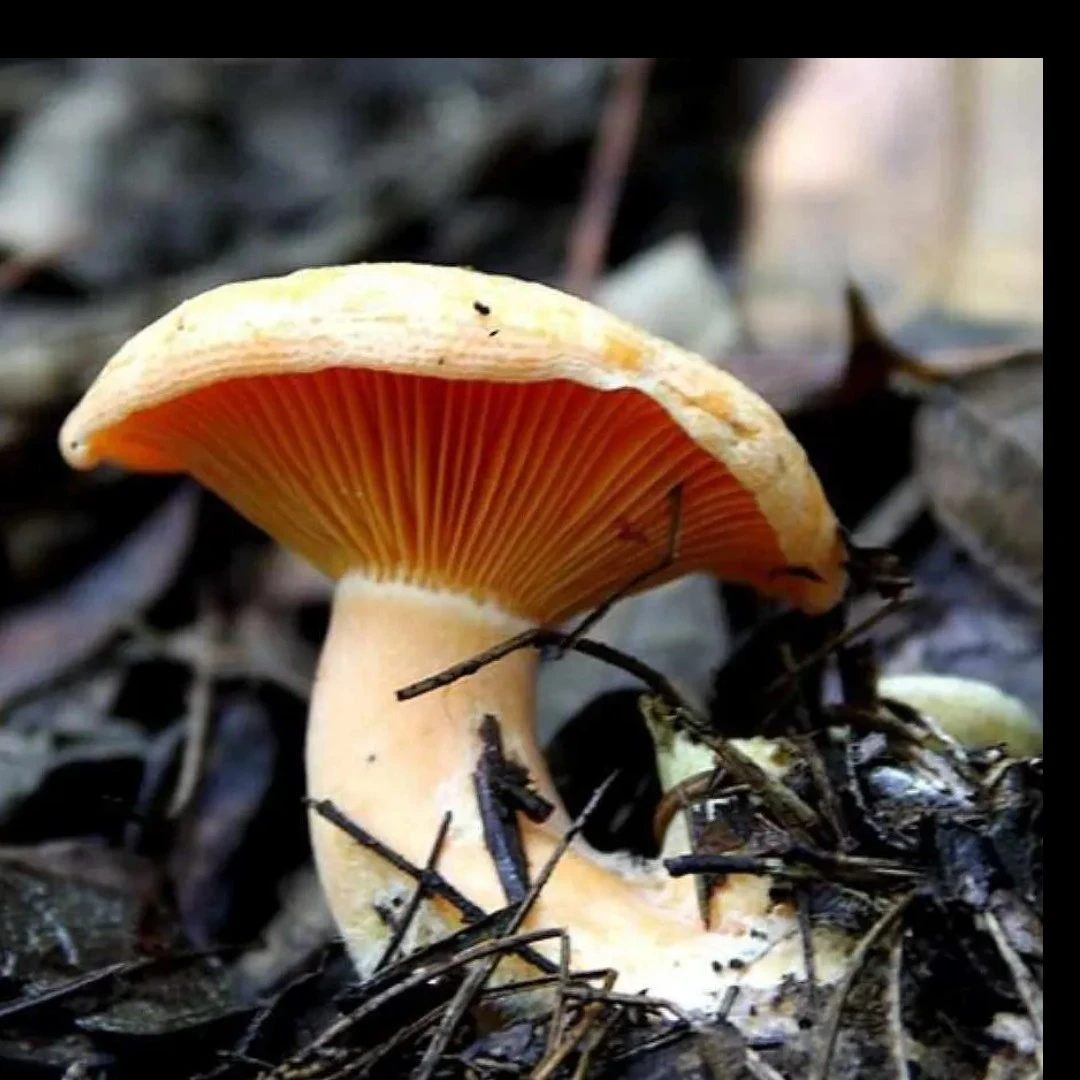 顺丰包邮 全中朵   湖南湘西新鲜野生枞树菌