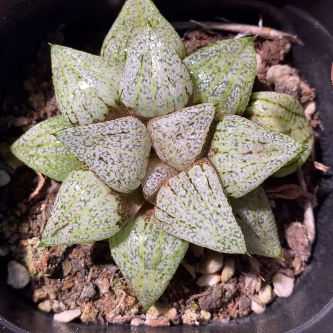 花***下2690 一颗福利。