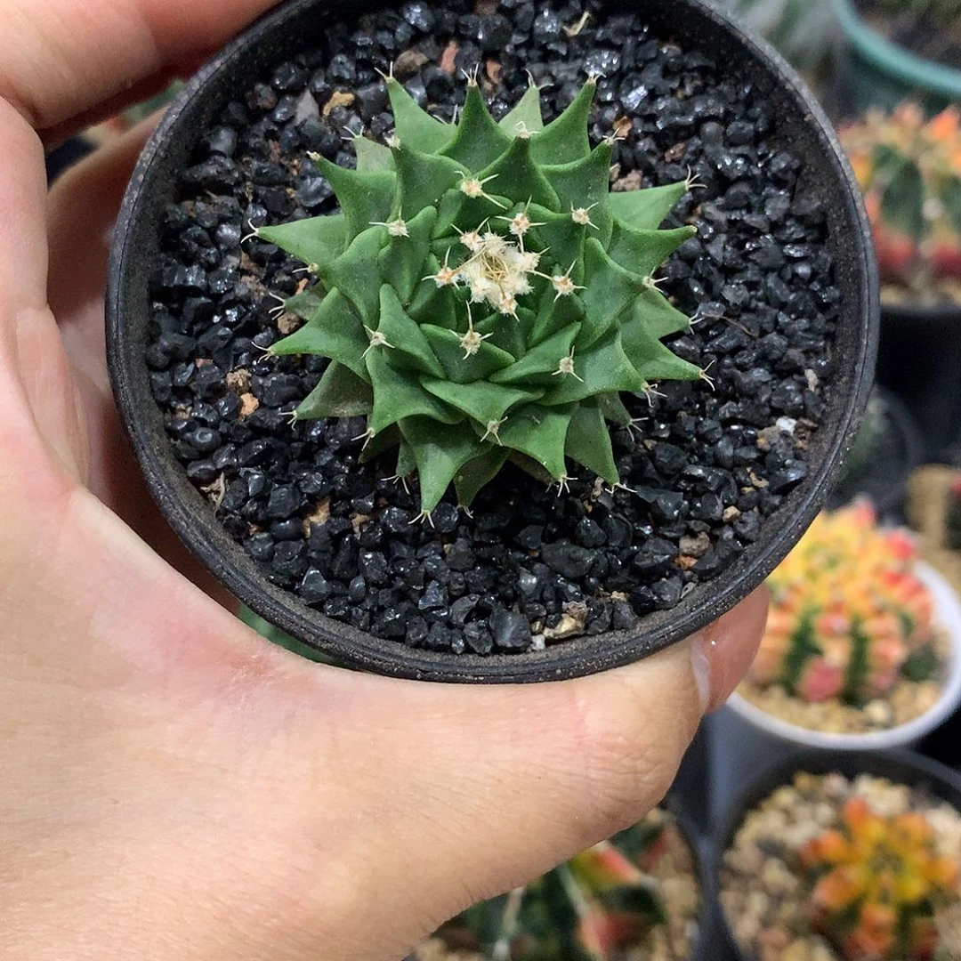 实生根帝冠仙人球