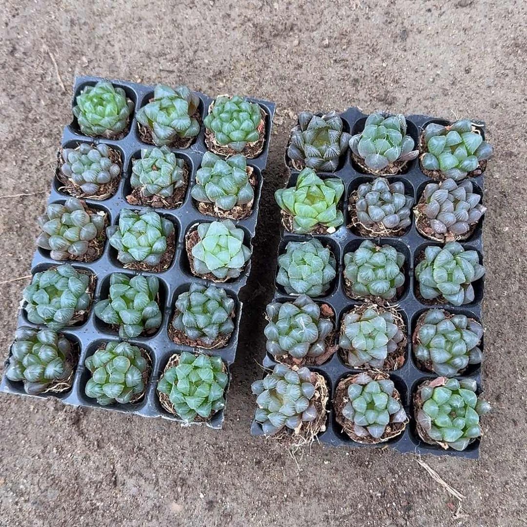 105孔玉露15颗量拍