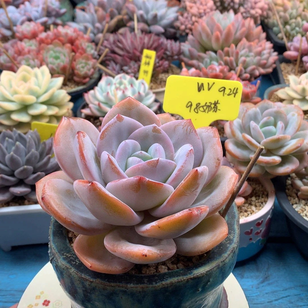 ****V我们家的小宝贝们