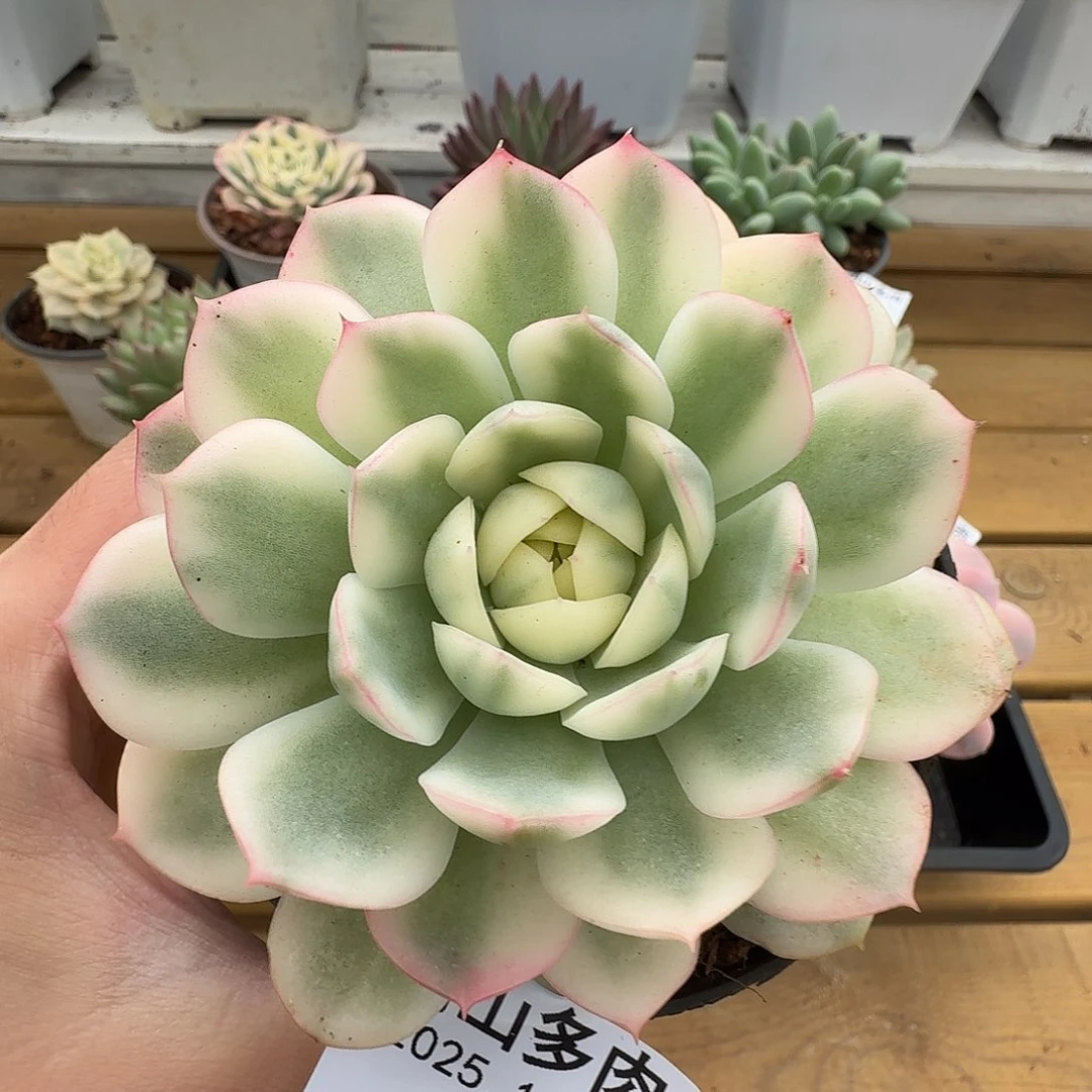 粉水晶锦锦锦1104-32