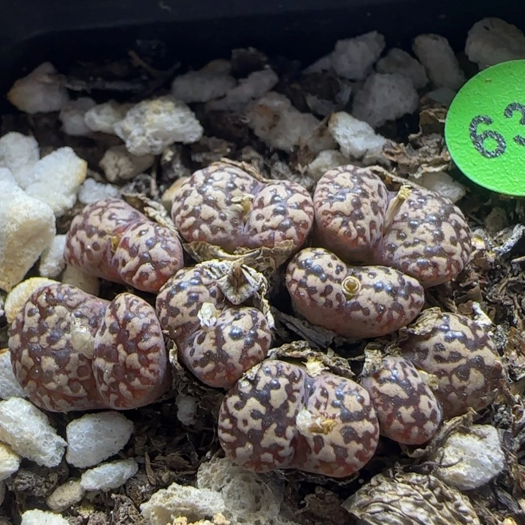 豹纹鸟多肉植物639