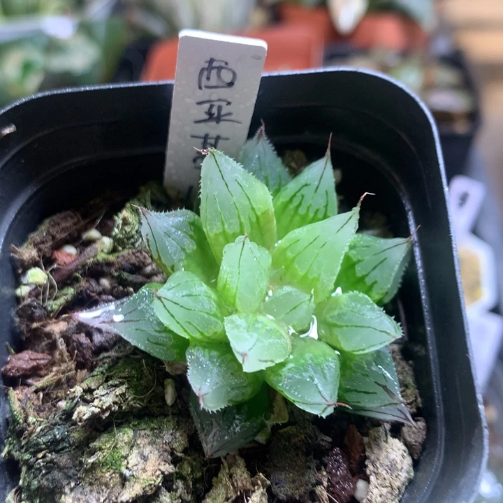 C****西亚基一物一拍带盆