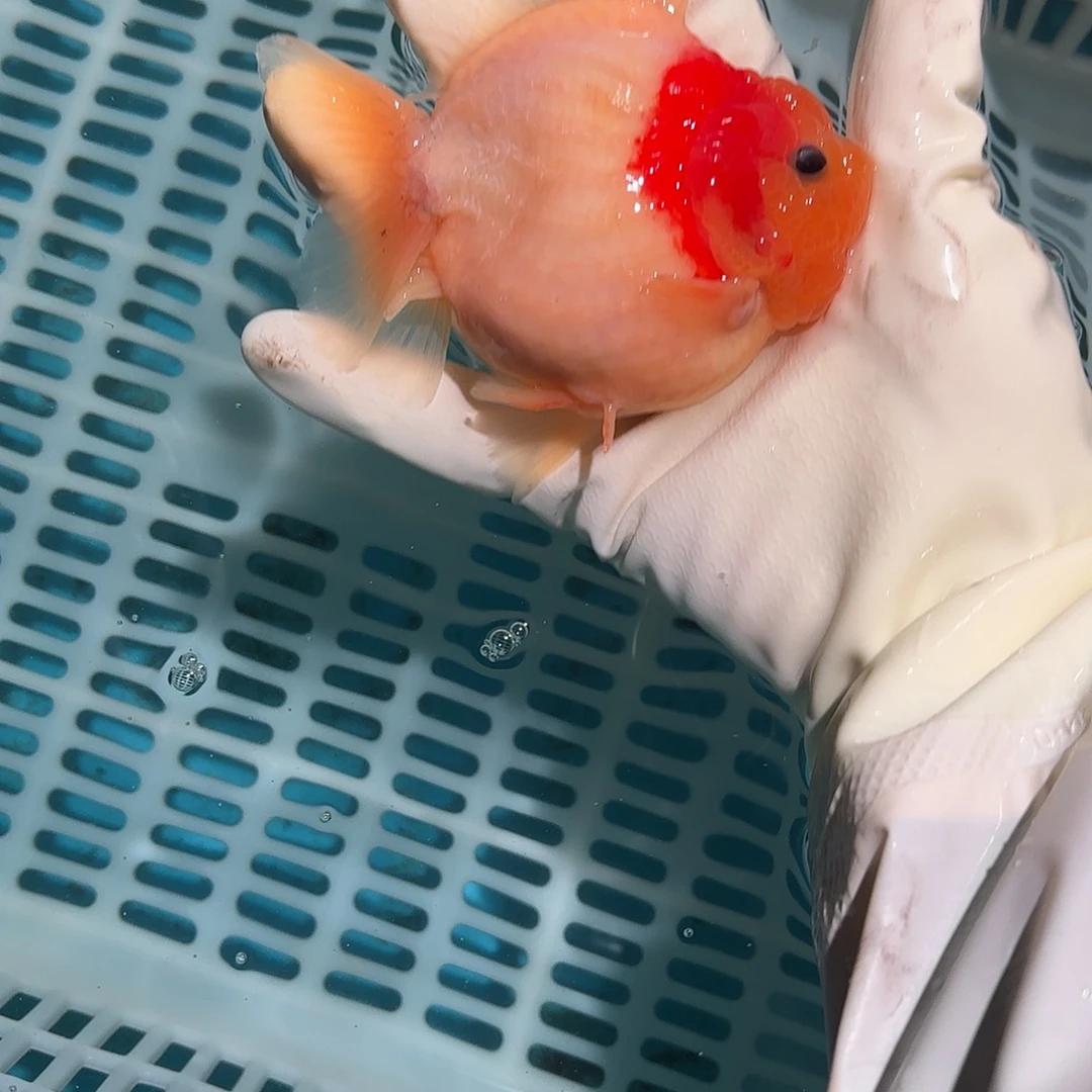 金鱼金鱼24784558