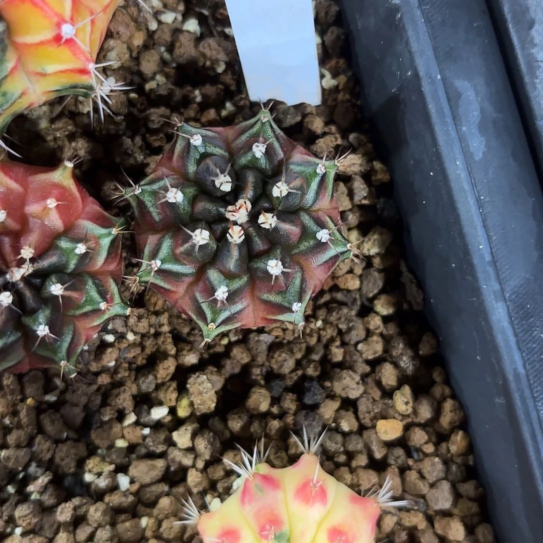 306-0707泰国发货多肉