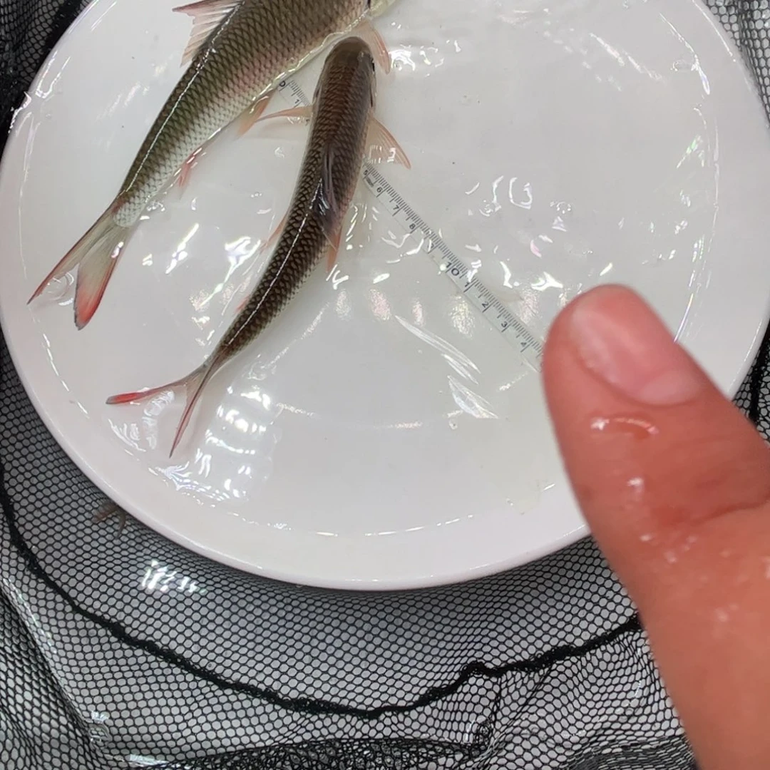 中国大陆战神白甲