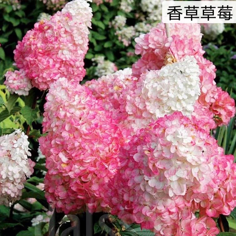 【香草草莓丛生】圆锥绣球花长花期可变色适合阳台庭院地栽