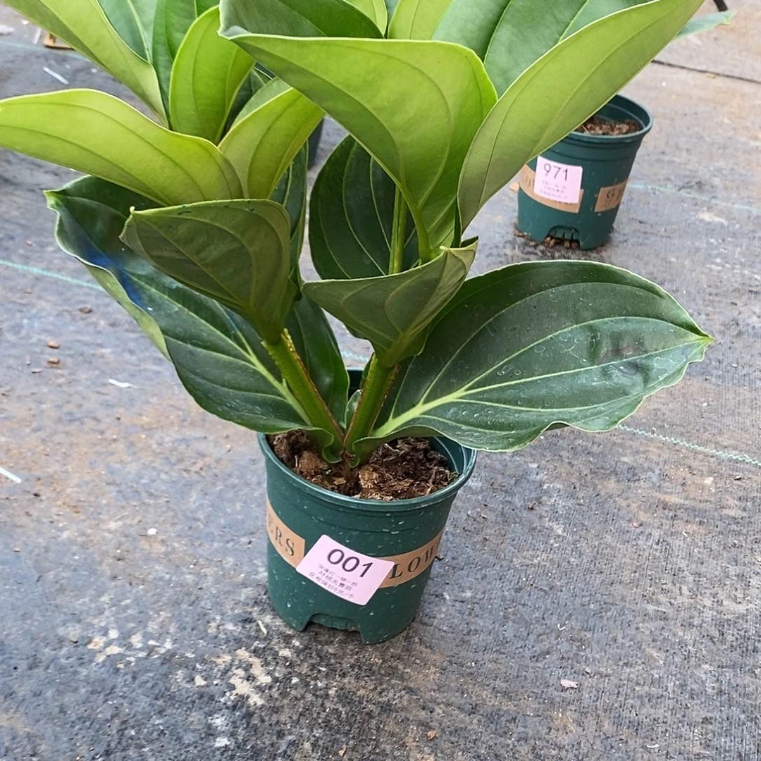 木本植物甜*木本花卉001