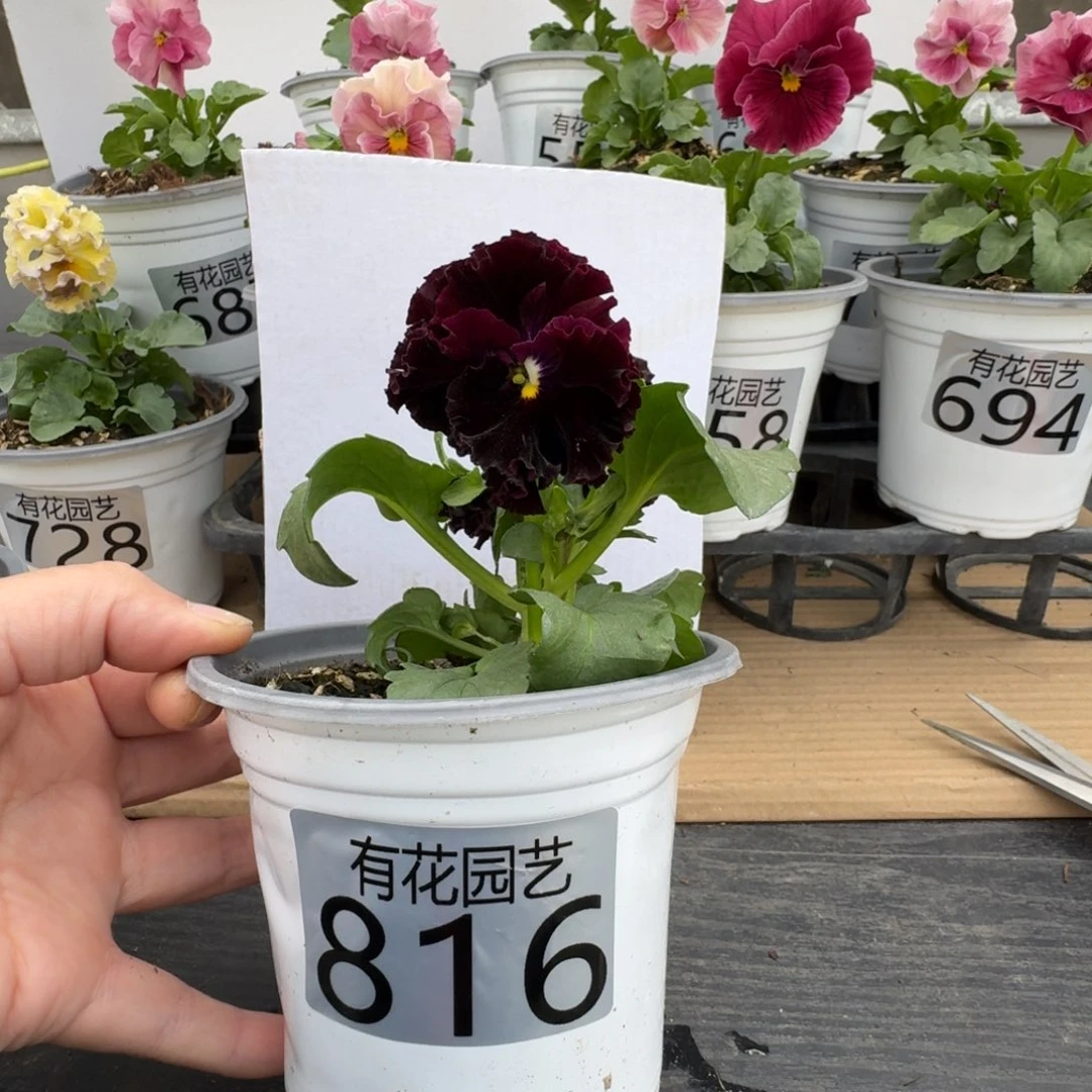 无花朵816号角堇