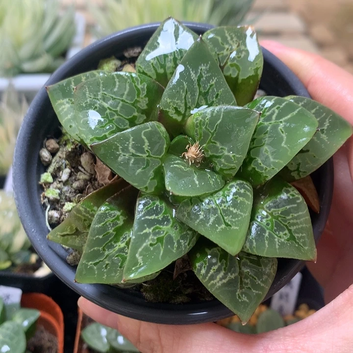 绿焰寿一物一拍带盆