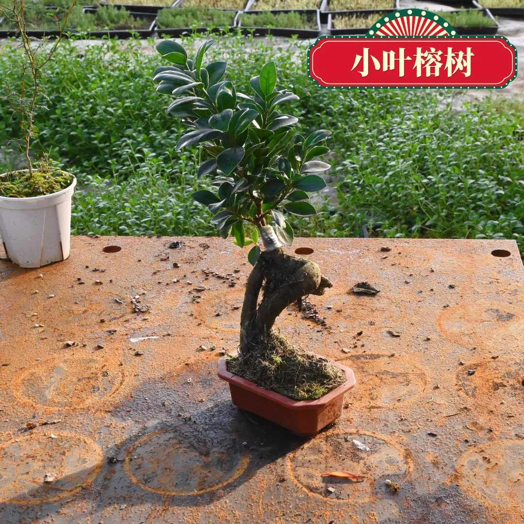 自然生长--小叶榕树基地直发盆栽植物